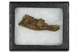 Cretaceous Fossil Mammal Jaw Section - Wyoming #379752-2